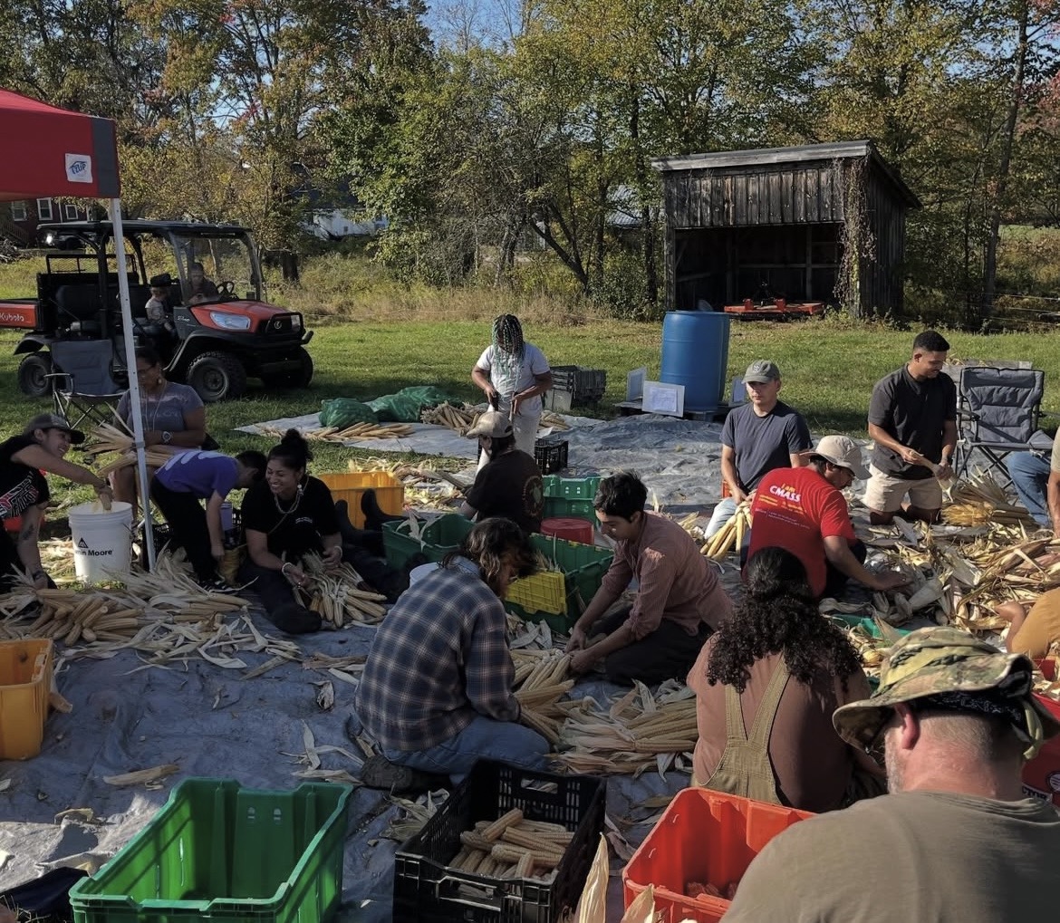 Community members gathered on tarps husking corn together at Pequoig Farm