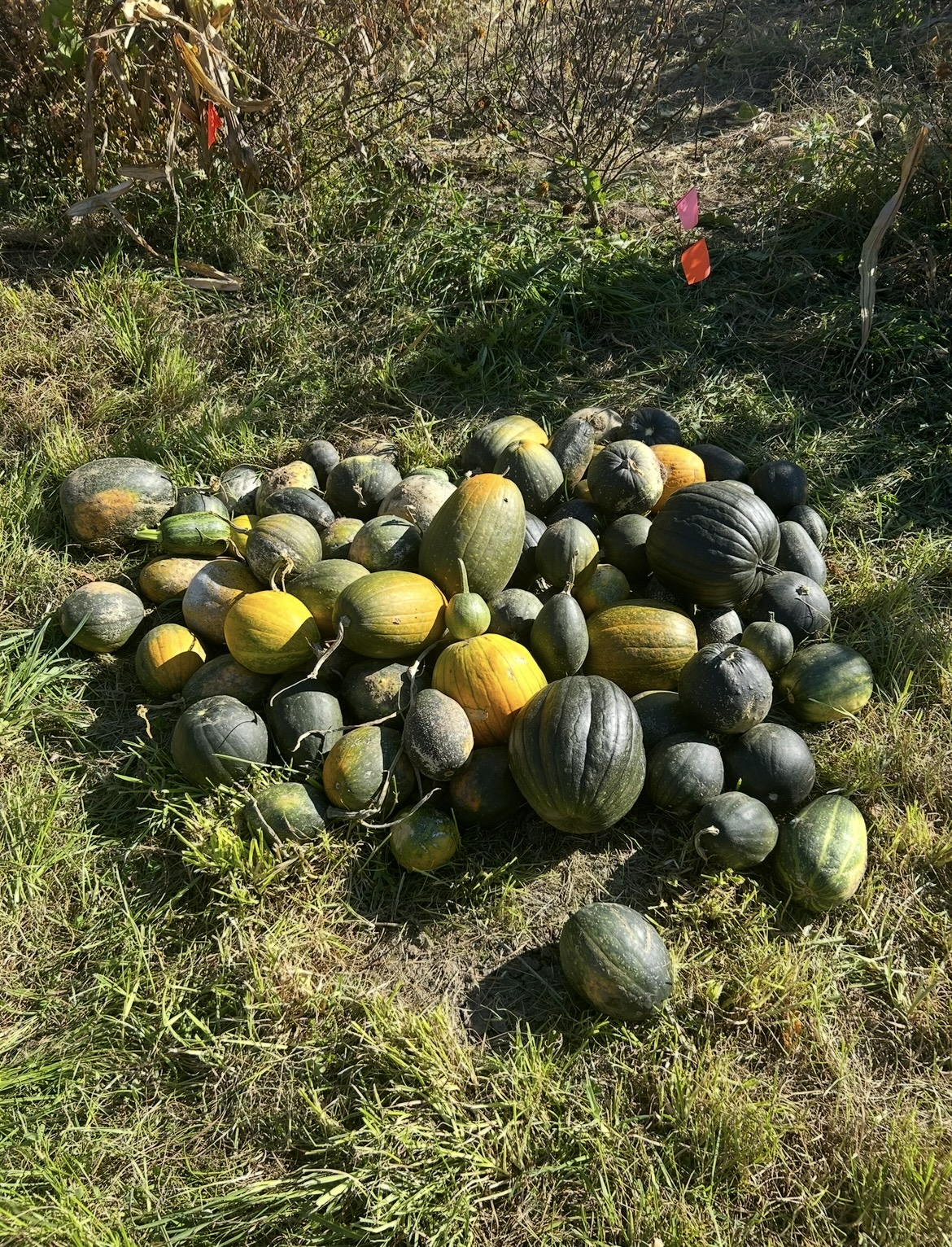 A harvest pile of squash and gourds at Pequoig Farm during Kepenmooonk Wunne Weekend